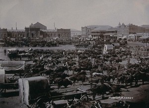 view South Africa: carts and oxen at the morning market. 1896.