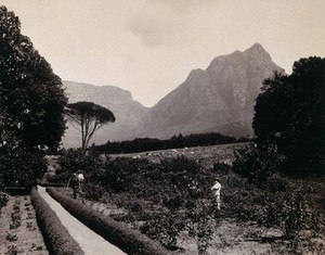 view South Africa: Cecil Rhodes's garden near Devil's Peak in Johannesburg. 1896.