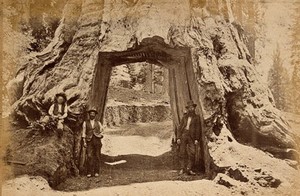 view Yosemite National Park, California: the drive-through giant sequoia tree known as 'Dead Giant'; two men and a boy pose in front. Photograph, ca. 1880.