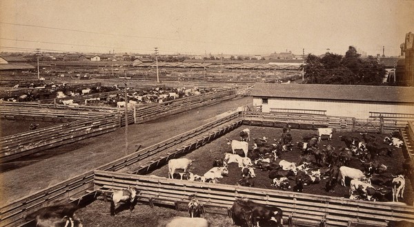 The Chicago Union Stock Yard, Chicago, Illinois: cattle grazing in pens. Photograph, ca. 1880.