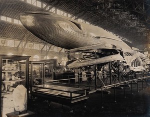 view The 1904 World's Fair, St. Louis, Missouri: the US Government building: natural history exhibit featuring a whale skeleton and life-sized whale model. Photograph, 1904.