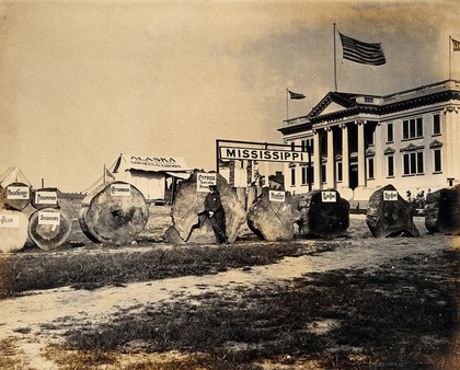 The 1904 World's Fair, St. Louis, Missouri: logs from a range of Mississippi trees displayed outside the Alaska building. Photograph, 1904.