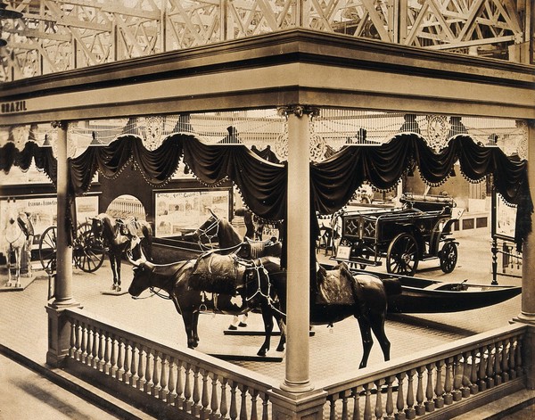 The 1904 World's Fair, St. Louis, Missouri: a Brazilian transportation exhibit displaying model horses and cattle. Photograph, 1904.
