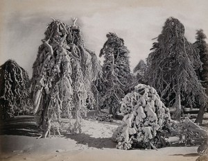 view Luna Island, New York: snow-covered trees. Photograph by Francis Frith, ca. 1880.