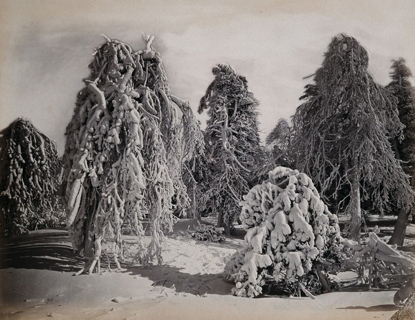 Luna Island, New York: snow-covered trees. Photograph by Francis Frith, ca. 1880.