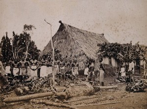 view Fiji (?): village chiefs wearing white robes with slaughtered animals outside a large grass-roofed hut. Photograph, ca. 1880.