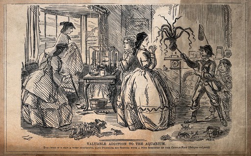 Two young boys have caught a cuttlefish and brought it home for their aquarium. The women are shocked, some crabs have escaped from a bucket, one is attacking the dog. Wood engraving by P. Swain.