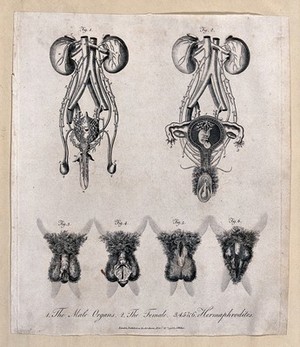 view Sexual organs of male, female and intersex humans. Engraving, 1796.