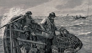 view Two fishermen are out in their boat, one is rowing and the other is looking at a lobster caught in the creel. Wood engraving by E. Bure after J.C. Hook.