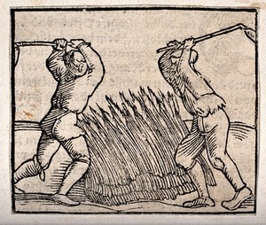 view Two men threshing a crop with long-handled flails. Woodcut.