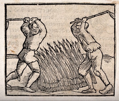 Two men threshing a crop with long-handled flails. Woodcut.