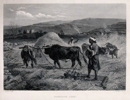 A man with yoked oxen is threshing the corn. Engraving by C. Cousen after R. Beavis.