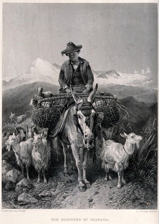 A boy in Granada rides on a donkey loaded with panniers as he leads his flock of goats. Engraving by C. Cousen after R. Ansdell.