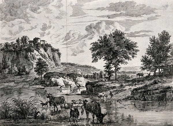 Cattle and goats being herded across a ford. Etching by C.G. Weisbrod after Adraen van de Velde.