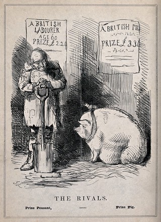 An old farm labourer is valued at 2 guineas but a prize pig is valued at 3 guineas. Wood engraving by J. Leech, 1846.