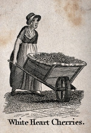 view A woman pushing a large wheelbarrow full of cherries. Etching.