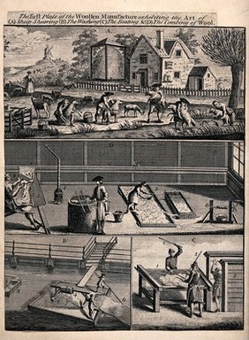 People dipping sheep in the river and shearing them in the field, then washing, beating and combing the wool. Engraving.