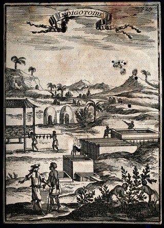 An indigo plantation in the Caribbean islands, with black workers and a white overseer. Engraving, 1683, after S. Leclerc, ca 1671.