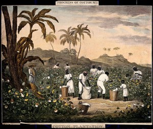 view People with baskets and sacks pick cotton on a plantation. Coloured lithograph after J.R. Barfoot.