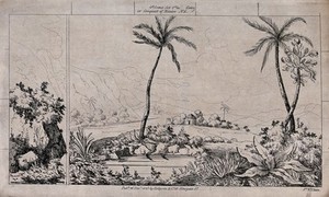 view Scenery to be used in a toy theatre: a landscape with a lake, palm trees and a hut with a pathway leading to it. Lithograph.