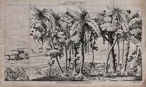 view Scenery to be used in a toy theatre: palm trees on the water's edge with a mountainous region on the other side. Lithograph.