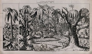 view Scenery to be used in a toy theatre: a lake surrounded by palm trees. Lithograph.