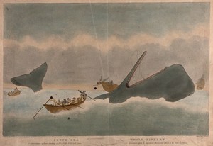 view Fishermen in boats have been attacking a whale but one boat is upset and a man is falling out. Coloured aquatint by E. Duncan after W.J. Huggins.