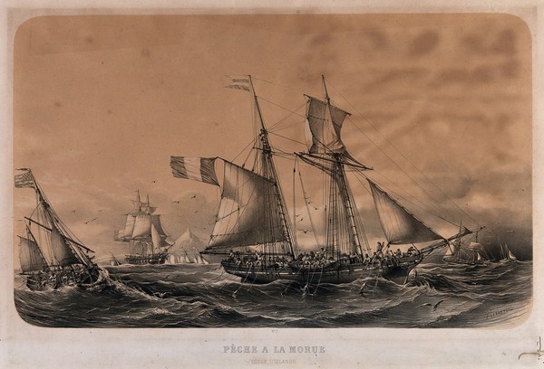 A cod fishing fleet off the coast of Iceland. Tinted lithograph by Le Breton.