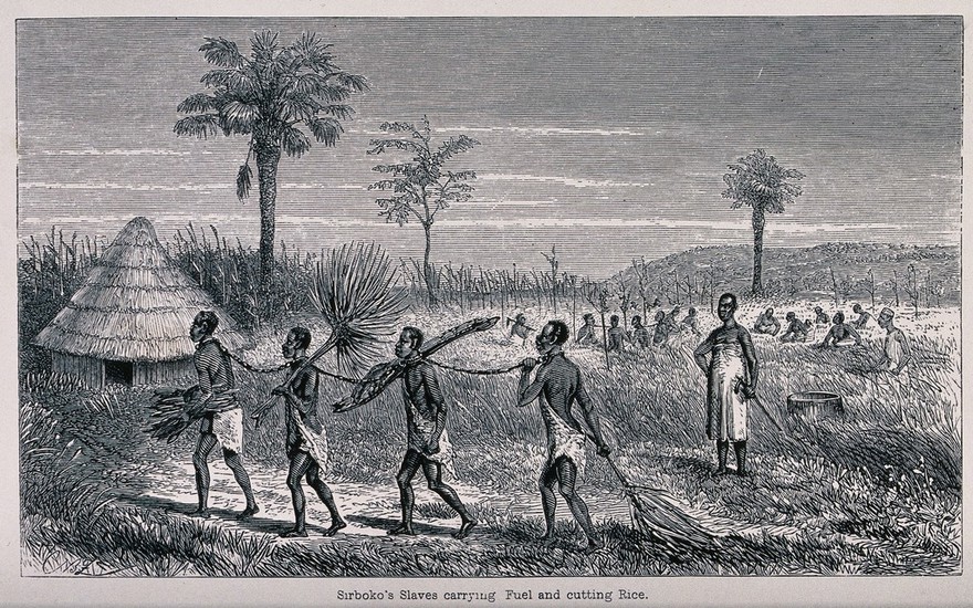 Four slaves in East Africa chained at the neck carrying brushwood fuel; other slaves chained at the neck working in rice fields. Wood engraving or process print after J.B. Zwecker after J.A. Grant.
