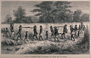 view Men, women and child slaves near Tete, Mozambique, are forced to walk through the fields fettered at the neck and wrists. Wood engraving by J.W. Whymper after J.B. Zwecker.