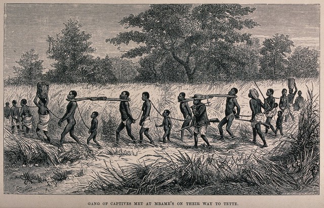 Men, women and child slaves near Tete, Mozambique, are forced to walk through the fields fettered at the neck and wrists. Wood engraving by J.W. Whymper after J.B. Zwecker.