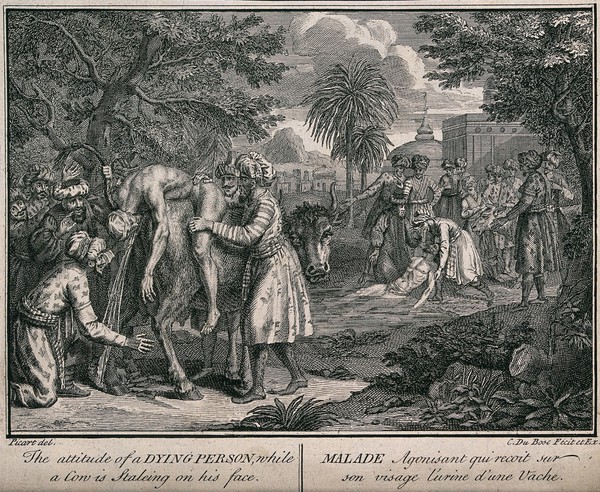 Cow's urine used as a medical treatment in India: a sick man is held over a cow's hindquarters, so that the cow's urine streams onto his face. Engraving by C. du Bosc after B. Picart, ca. 1730.