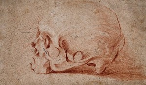 view A skull: side view. Red chalk drawing.