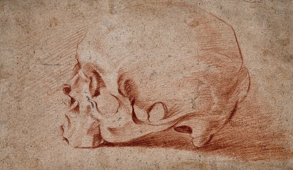 A skull: side view. Red chalk drawing.