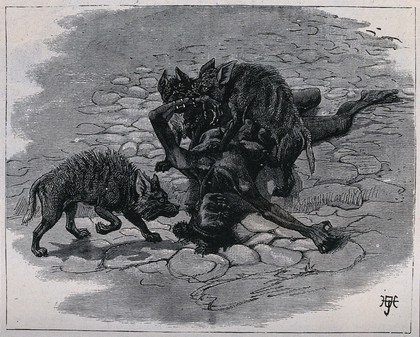 A dying boy is being attacked by hyenas. Reproduction of a wood engraving.