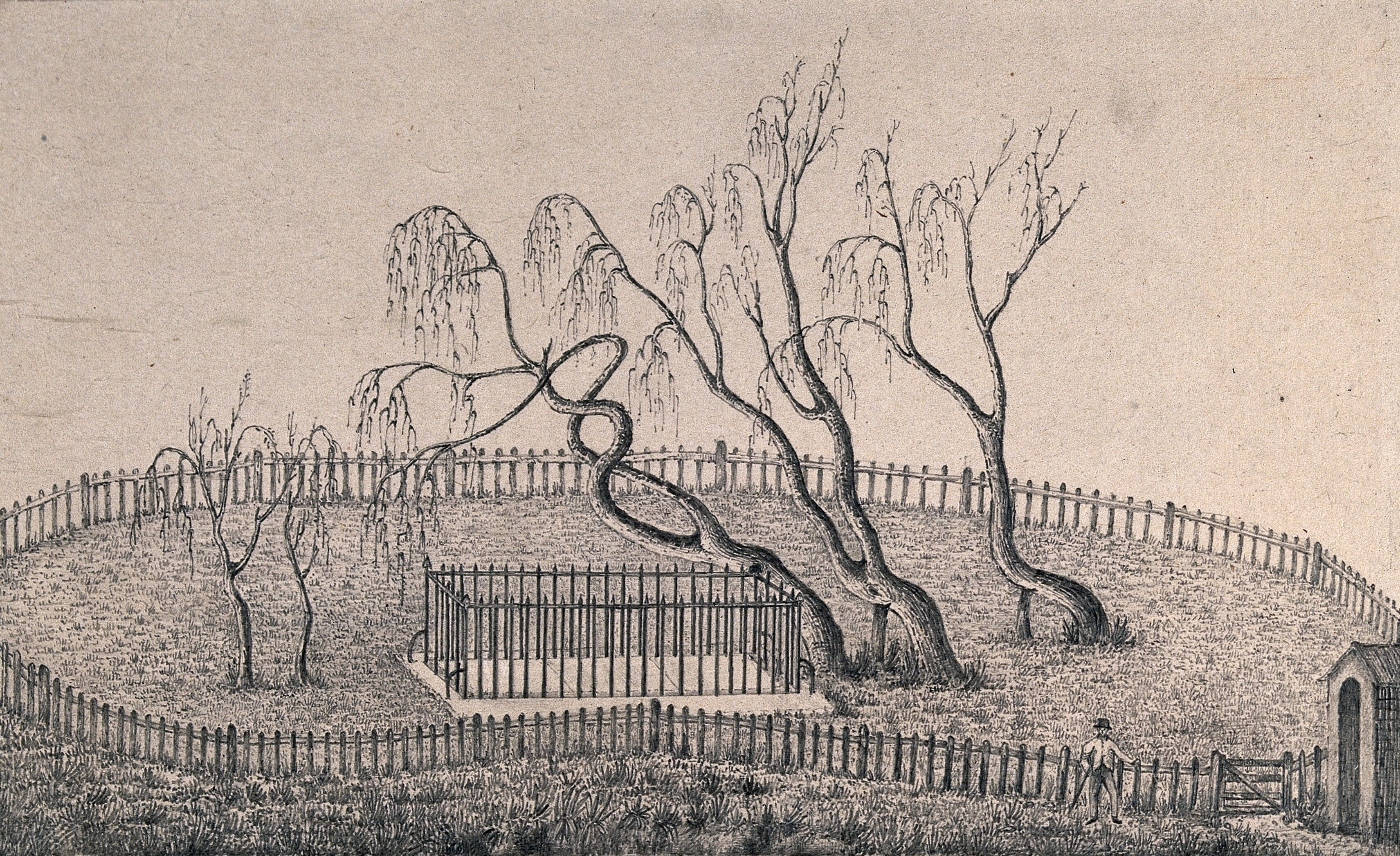 Willow Trees Growing On Napoleon S Grave At St Helena Pencil