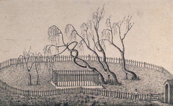 Willow trees growing on Napoleon's grave at St. Helena. Pencil drawing, 1892.