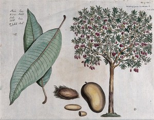 view Mango (Mangifera indica L.): fruiting tree, leaves, fruit, flower, seed and cross-section of seed. Coloured line engraving.