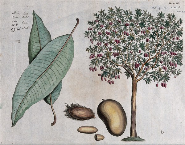 Mango (Mangifera indica L.): fruiting tree, leaves, fruit, flower, seed and cross-section of seed. Coloured line engraving.