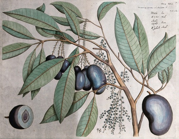 Mango (Mangifera indica L.): branch with flowers, fruit and leaves, cross-section of fruit and flower. Coloured line engraving.
