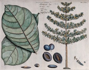 view Indian almond (Terminalia catappa L.): leaves, tree, fruit, flowers, seed and cross-sections of fruit and seed. Coloured line engraving.