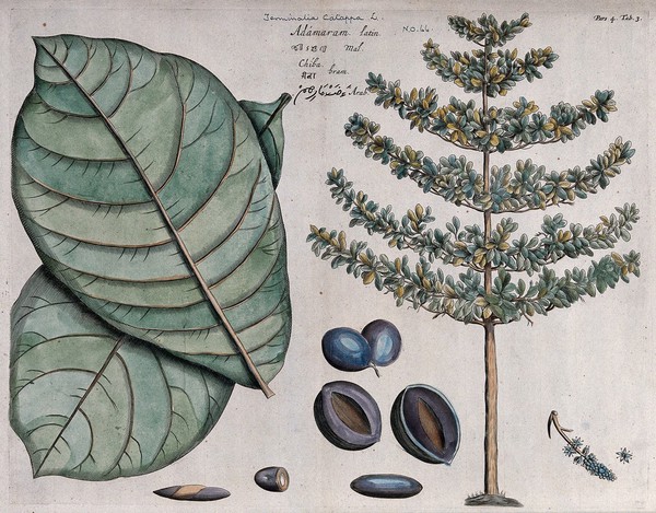 Indian almond (Terminalia catappa L.): leaves, tree, fruit, flowers, seed and cross-sections of fruit and seed. Coloured line engraving.