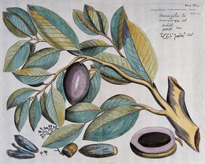 view A plant (Myristica malabarica): branch with fruit, kernels, flowers and floral segments. Coloured line engraving.