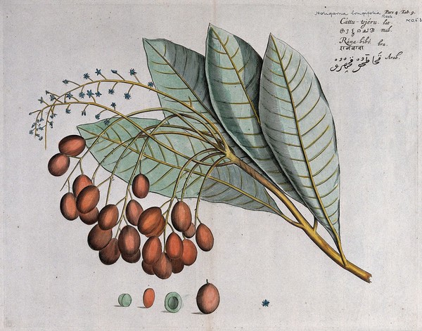 A plant (Holigarna arnottiana): branch with leaves, flowers and fruit and cross-sections of fruit and seed. Coloured line engraving.