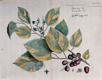 A plant (Rumphia amboiensis): branch with flowers and fruit, seed and cross-section of fruit. Coloured line engraving.
