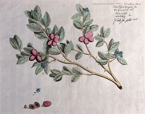 view A plant (Atalantia spinosa): branch with flowers and fruit, cross-section of fruit, seed and style.