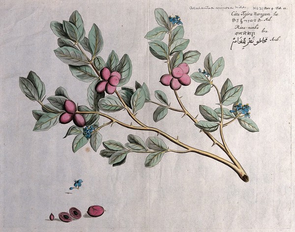 A plant (Atalantia spinosa): branch with flowers and fruit, cross-section of fruit, seed and style.