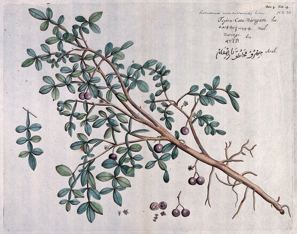 Elephant apple (Limonia acidissima L.): branch with flowers and fruit, leaf and seeds and cross-section of fruit.