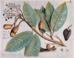 view Indian Copal (Vateria indica L.): branch with flowers, leaves and fruit and dissected fruit showing seed. Coloured line engraving.