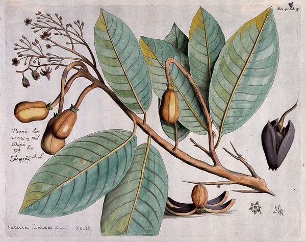 Indian Copal (Vateria indica L.): branch with flowers, leaves and fruit and dissected fruit showing seed. Coloured line engraving.